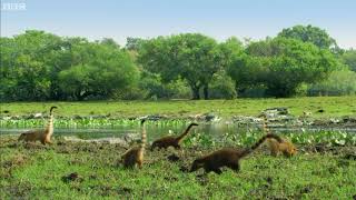 Los Coatíes marcha atrás son Dinosaurios [upl. by Siloam]