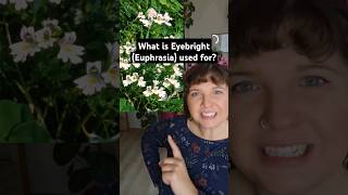 What is Eyebright Euphrasia used for [upl. by Sopher742]