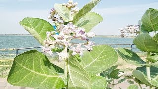 हर बीमारी का काल है आक का पौधा  Health Benefits Of Calotropis Gigantea  Aak Ke Fayde [upl. by Najed]