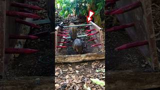 Make a quick pig trap with sharp iron clips trap pig wildpig [upl. by Slaby]