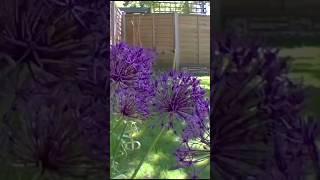 Beautiful Alliums Bulb to Flower Timelapse [upl. by Petunia]