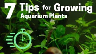 7 Tips for Growing Freshwater Plants in an Aquarium [upl. by Dailey]