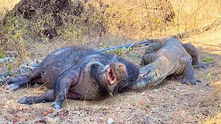 😱Komodo dragon attacks wild boar while sleeping [upl. by Nodlehs]