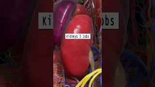 Kidney Function  Kidney Jobs  Kidney Anatomy kidney shorts [upl. by Lavine]