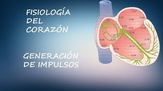 Fisiología del Corazón generación de impulsos [upl. by Egnalos]