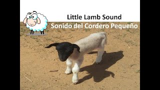 🐑Little Lamb Sound Farm Animals Baa  Bee Sonido del cordero o cría de la oveja Animales de granja [upl. by Ylrebmit]