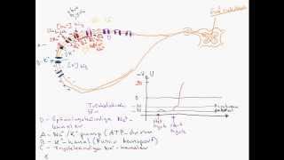 Aktionspotentialen Avancerad [upl. by Nnaeilsel]