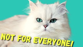 DONT Get A PERSIAN CAT before watching THIS [upl. by Alika]