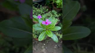 Bagwani gardening indoorplantplantnursery plants garden flowers nature ytshorts [upl. by Juan]