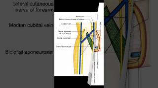 Cubital fossa anatomy short note cubitalfossa anatomy [upl. by Ferullo]