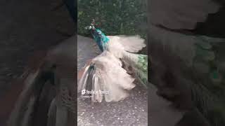 Pfau läuft frei pfau tiere [upl. by Buna]