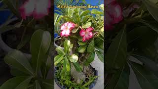 Adenium Flowers The Most Beautiful Plants [upl. by Tanny]