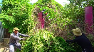 Reviving the Abandoned Medical Station Buried for More Than 20 Years Under Ancient Trees [upl. by Nnyroc598]