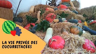 🎃 La vie privée des cucurbitacées [upl. by Suiradal]