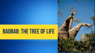 Discover the Legendary Baobab Tree Nature’s Water Tower and Cultural Icon baobabtree factsvideo [upl. by Yeliah]