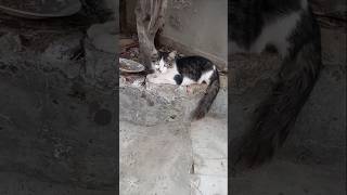 CatsbeautifulPunjabi Heer Vlogs [upl. by Cyndy888]