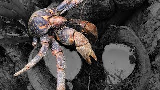 Coconut Crab Catch Clean Cook Rota CNMI [upl. by Servetnick862]