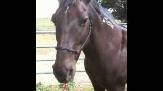 Teaching a horse to lower his head and the importance of knowing this  Rick Gore Horsemanship [upl. by Duj]