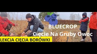 Lekcja Cięcia Borówki Amerykańskiej Na Gruby Owoc Dziś odmiana BLUECROP [upl. by Ridley]