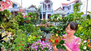 Details of how I made a unique balcony garden on the roof  Balcony gardening tips [upl. by Ettenaj390]