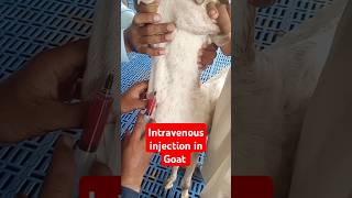 Intravenous injection in jugular vein in goat shortvideo animals live video short viral [upl. by Allsun]