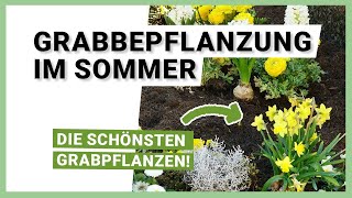 Grabbepflanzung im Sommer volle Sonne wenig Wasser [upl. by Schreibe571]