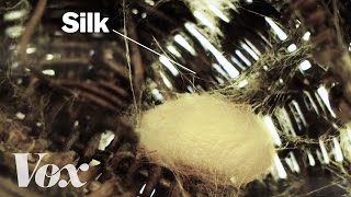 How silkworms make silk [upl. by Leighland]