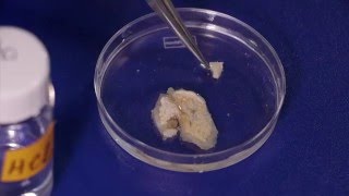 How to dissect a colonial ascidian [upl. by Libbie989]