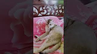 Maharani ami aram kri 😍😍💝💝😊😊subscribesmychannel catelover muharaniaramkre [upl. by Osmen]