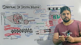 Structure of Skeletal Muscle Detailed lecture on Skeletal Muscle [upl. by Lauretta]