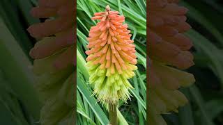 Fürtös fáklyaliliom Kniphofia uvaria [upl. by Jadd]