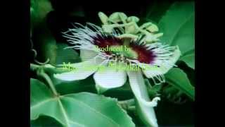 Passiflora Edulis  Passion Flower n Fruit [upl. by Jacquenetta989]