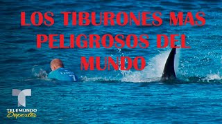 ¡Los Tiburones Más Peligroso Del Mundo Según la Inteligencia Artificial tiburon youtube [upl. by Philbin]