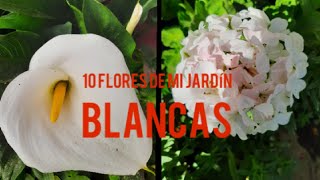 10 variedades de flores blancas de mi jardín [upl. by Oak]