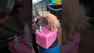 New boy come from chennai💔🐈  Cat adoption 🪄  shorts cat pigeons cattery adoption trending [upl. by Suinuj]