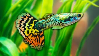 Livebearer Fish Most Interesting Aquarium Fish [upl. by Durwyn228]