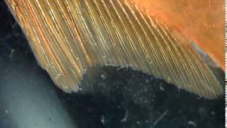 Gyrodactylus adults skin fluke infestation on a goldfish  2 [upl. by Ferrick]