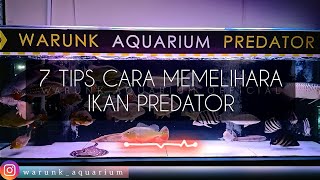 7 Tips Cara Memelihara Ikan Predator bagi Pemula  Warunk Aquarium Official [upl. by Ennyrb]