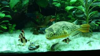 Pufferfish Giant Tetraodon MBU vs Mussel [upl. by Leamse]