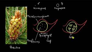 Gymnosperms  the male cone  Plant Kingdom  Biology  Khan Academy [upl. by Sonni727]