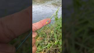 Fishing knot skills Strong Smooth For Braid to Fluoro Carbon Leader fishing fishknot tutorial [upl. by Jessie]