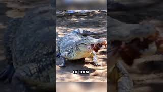 Do Crocodiles Really Eat Eachother [upl. by Braunstein]