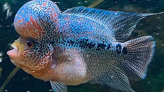 Flowerhorn Cichlid [upl. by Illek99]