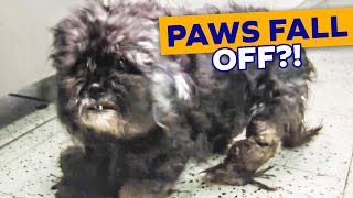 DOGS PAWS FALL OFF Extreme Neglect Uncovered Shaving Matted Dog [upl. by Anairb]