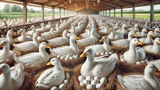 Free Range DUCK FARM  How To Raise Ducks For Meat For Business  Poultry Farming [upl. by Lahpos940]