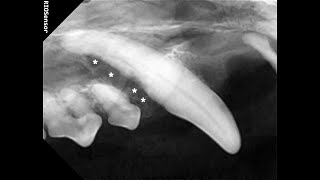 반려견 양치를 해주지 않으면 이렇게 됩니다 Oronasal fistula of a dog 반려견 치주 질환에 의한 구비강루 발생 견치 발치 [upl. by Tallu]