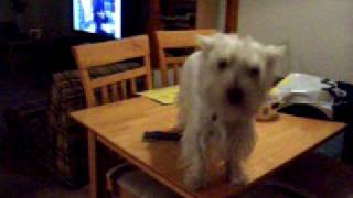 Westie Dog stuck on table [upl. by Enybor]