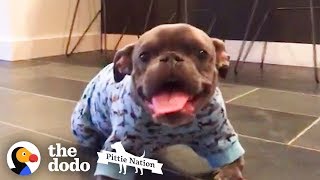 Pit Bull With Dwarfism Finds The Perfect Dad  The Dodo Pittie Nation [upl. by Tereve267]