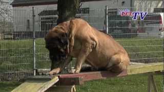 Mastiff Informationen zur Rasse [upl. by Eitnom]