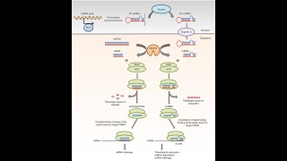 SMALL INTERFERING RNA siRNA Difference Between miRNA and siRNA [upl. by Drescher]